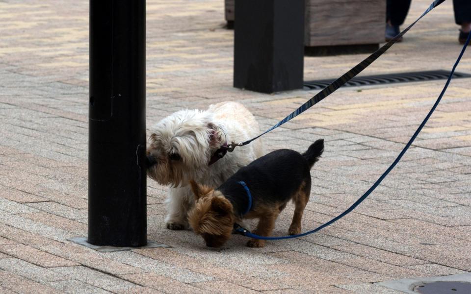 Dogs should be allowed to sniff as many lamp posts as they want