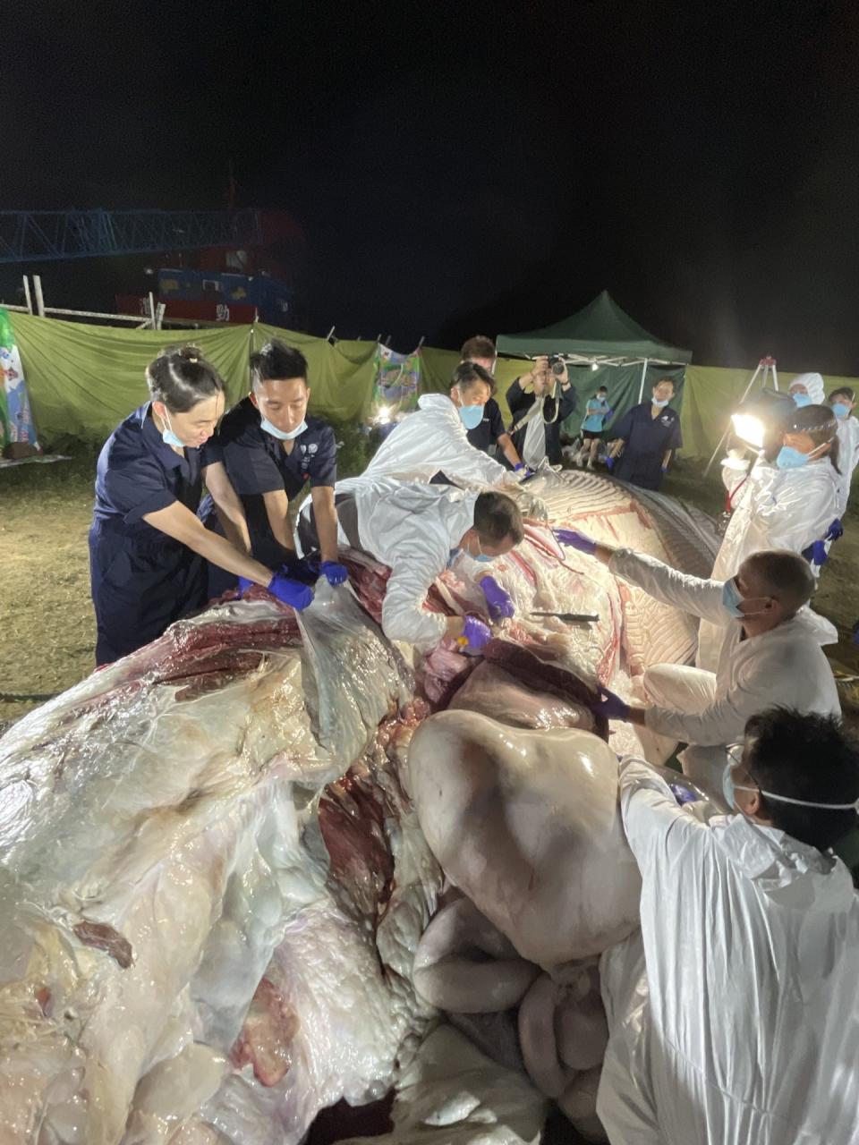 解剖工作通宵進行，團隊在鯨魚身上發現兩個頗大的傷口。（城大海洋動物影像解剖研究組 facebook 圖片）