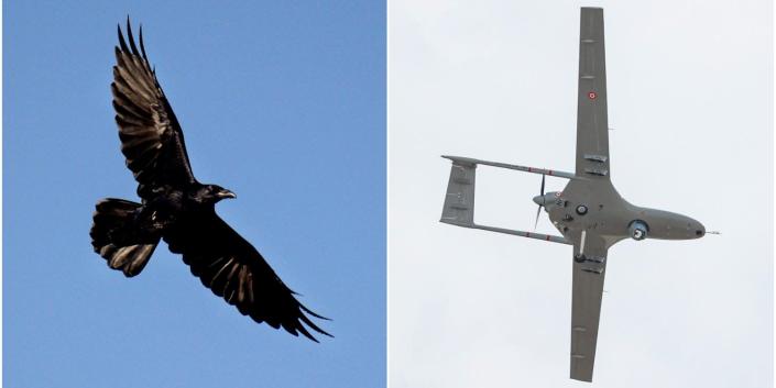 raven vs drone