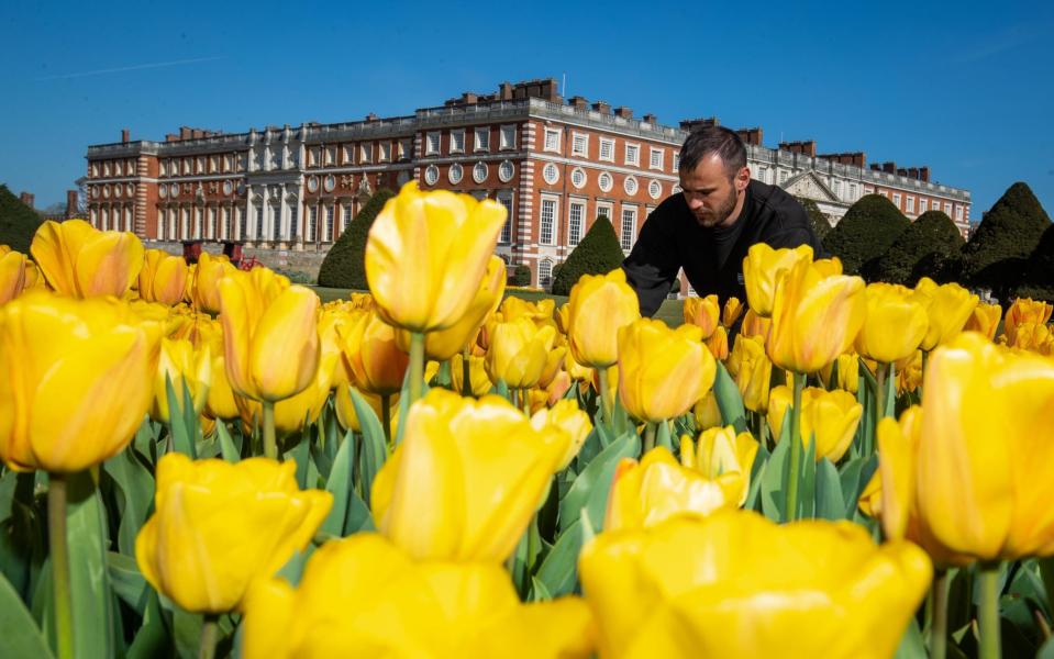 hampton court palace tulips - PA