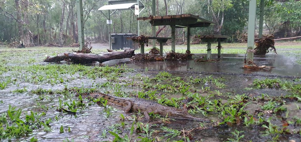 Crocodiles were spotted in the Wangi Falls picnic area, following heavy rain in the area. Source: Northern Territory National Parks/Facebook