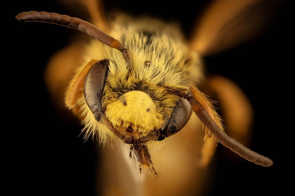 A closeup of a bee that was collected in Badlands National Park.