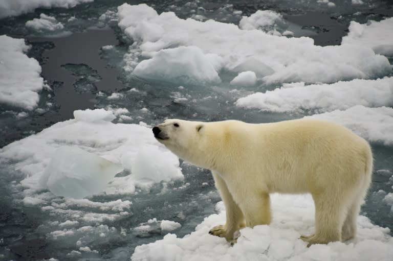 Les PFAS, ou"polluants éternels", sont désormais détectés sur toute la planète, des neiges de l'Antarctique au foie des ours polaires ou à nos eaux souterraines (Ekaterina ANISIMOVA)