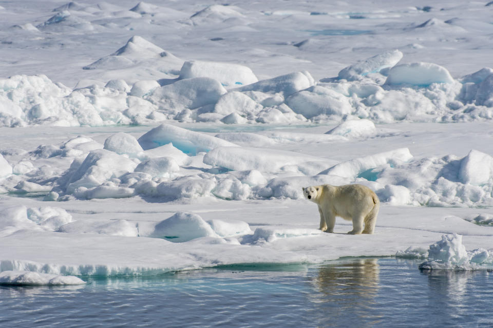 SVALBARD AND JAN MAYEN ISLANDS - 2015/07/20: A polar bear (Ursus maritimus) is walking over the pack ice north of Svalbard, Norway. (Photo by Wolfgang Kaehler/LightRocket via Getty Images)