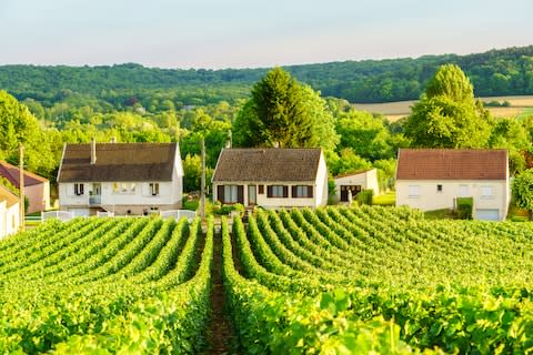 A vineyard near Reims - Credit: getty