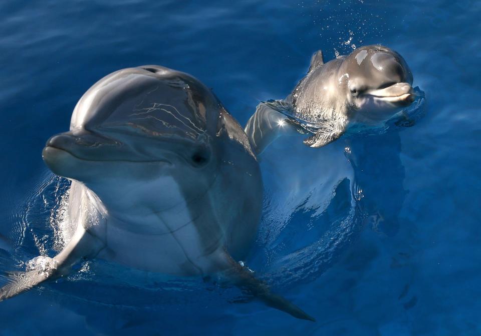 The existence of Iran's military dolphins.