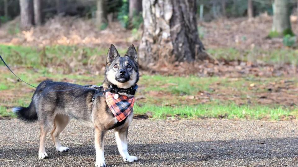 Swedish Vallhund in the woods