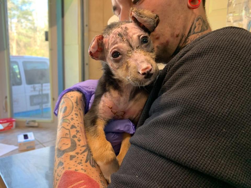 Puppy Found Covered in Chemical Burns and Dumped in Trash