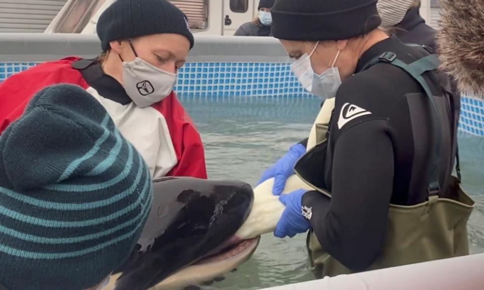 People help to feed Toa, the baby orca, at a specially built pool.