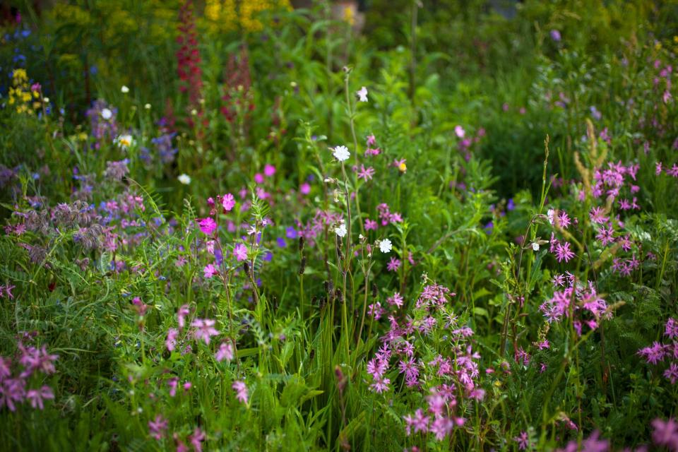 Campion and ragged robin on the Resilience Garden, designed by Sarah Eberle.