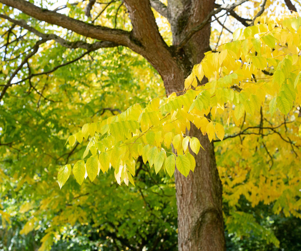 foliage of a Kentucky coffeetree