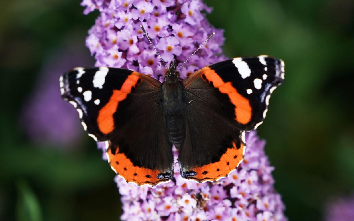 Butterflies are very sensitive to climate change - Owen Humpreys