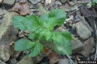 Perilla Mint is an invasive plant in Athens-Clarke County.