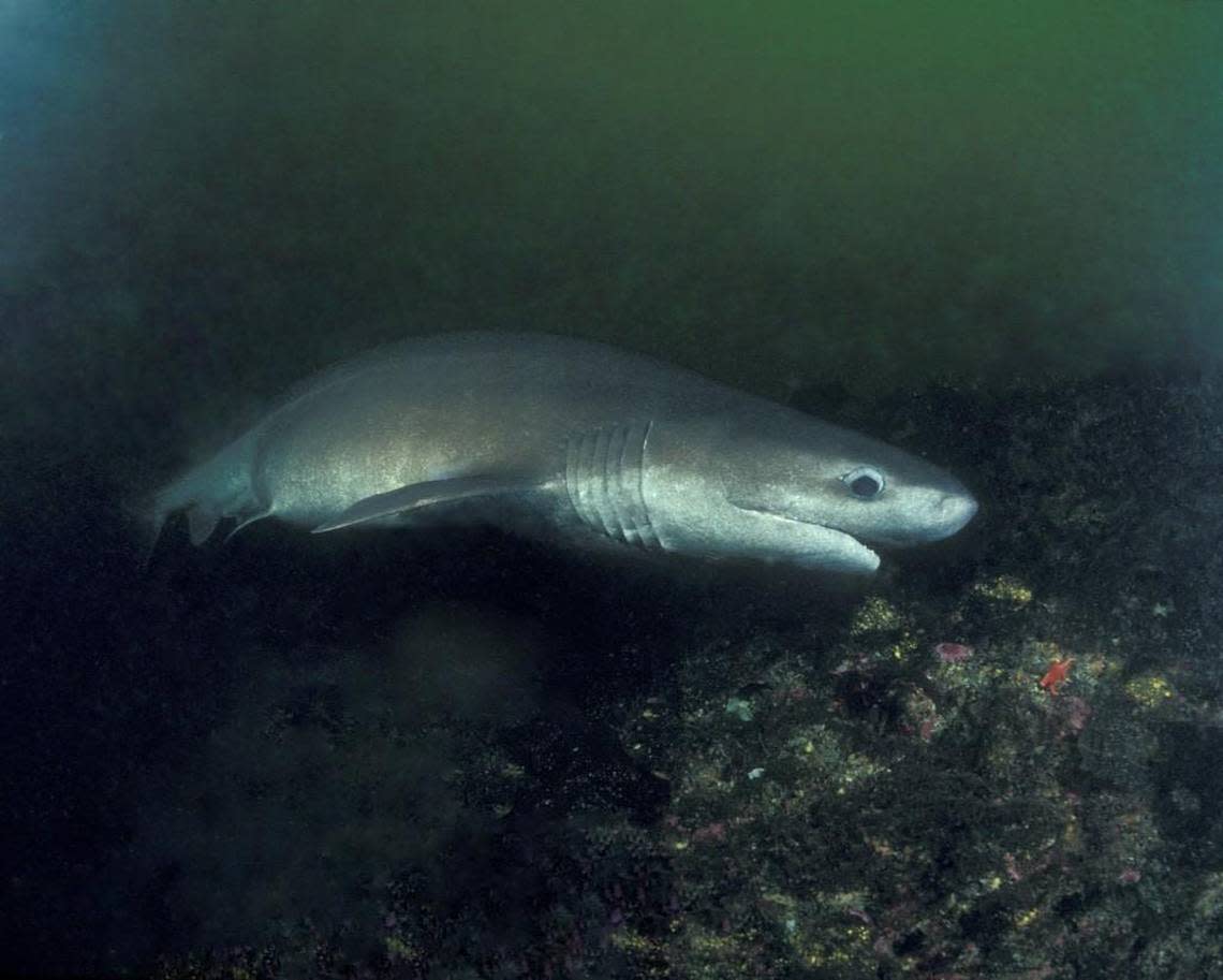 Bluntnose sixgill sharks can be found swimming in the depths of Puget Sound and elsewhere.