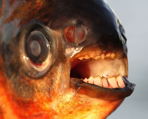 This red-bellied pacu recently caught in Denmark could be a sign that the fish is invading Scandinavian waters.