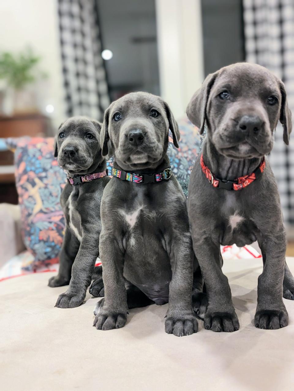 Some of the 15 puppies delivered in October by Meadow, a 2½-year-old Great Dane, which had been rescued by Perfectly Imperfect Pups, a foster-based rescue service in Raleigh, North Carolina.