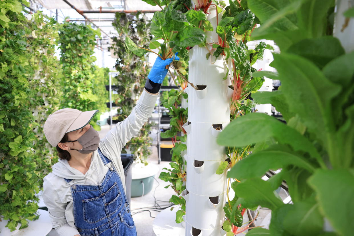 Greenhouse Technician, Leah Greiner, harvests chard at Altius, a vertical farm in Denver, Colorado, U.S., November 9, 2021.  Picture taken November 9, 2021.  REUTERS/Kevin Mohatt