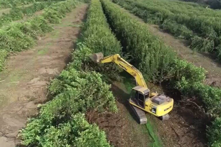 Una de las imágenes de cómo sacan las plantas de limones de Argenti Lemon