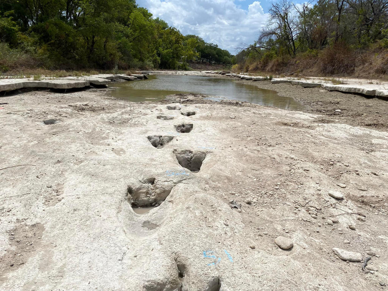 Las graves condiciones de sequía en el Parque Estatal del Valle de los Dinosaurios, en Texas, dejaron al descubierto huellas de dinosaurios que antes estaban ocultas bajo el río Paluxy. (Parque Estatal del Valle de los Dinosaurios vía The New York Times).