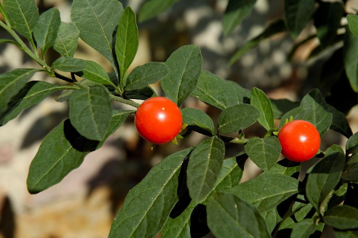 Solanum capsicastrum. Jerusalem cherry ripe fruit. (Photo by: Andrea Innocenti/REDA&CO/Universal Images Group via Getty Images)