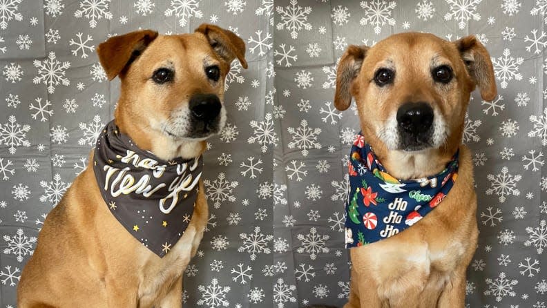 With two bandanas, Rocky is twice as cute, right?