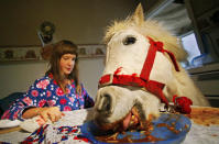 10-year-old Carissa Boulden watches her pet horse Princess eat spaghetti bolognaise at the family's dining table at their home in Sydney August 18, 2004. Princess, a Shetland pony, is given free run of the suburban Sydney house, eats with her owners at mealtimes and drinks beer every Sunday, but also provides therapy for Carissa who suffers cerebral palsy. REUTERS/Tim Wimborne TBW/FA