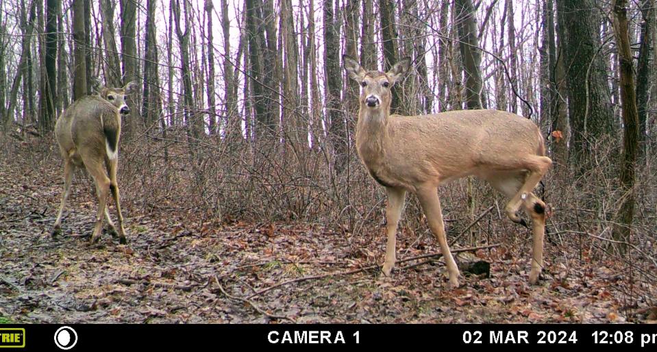 Two deer walk near a trail camera March 2 in Somerset County. A bill that would allow the Pennsylvania Game Commission to provide more Sunday hunting opportunities is under consideration by the state Senate.