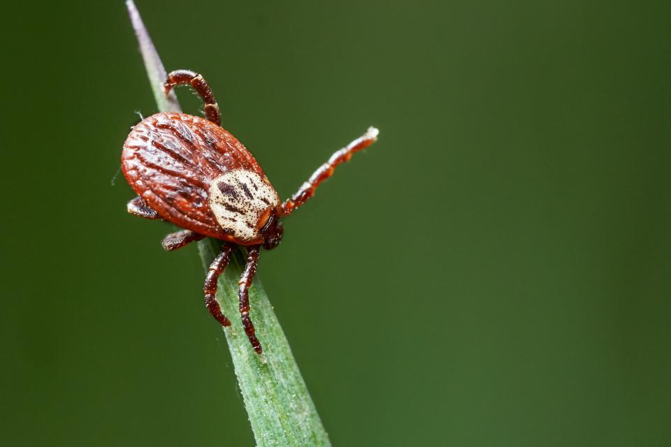 A tick on a leaf waiting for a victim to walk by.