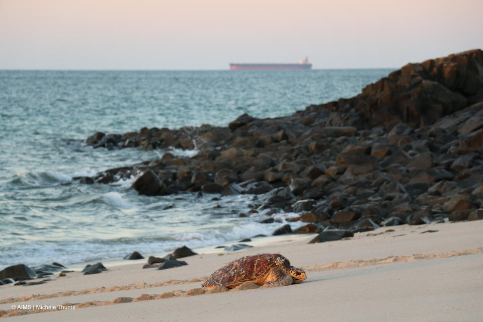 A turtle on a Western Australia beach with a ship in the background.