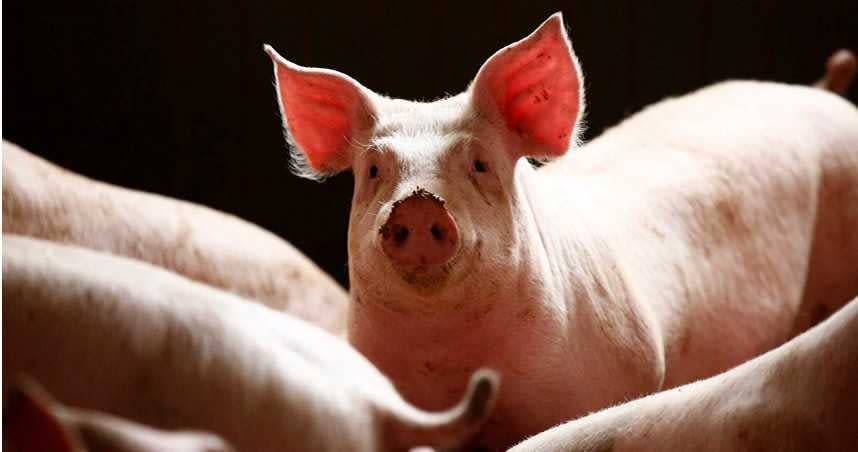 大陸雲南省又爆發非洲豬瘟疫情。（示意圖／路透社）