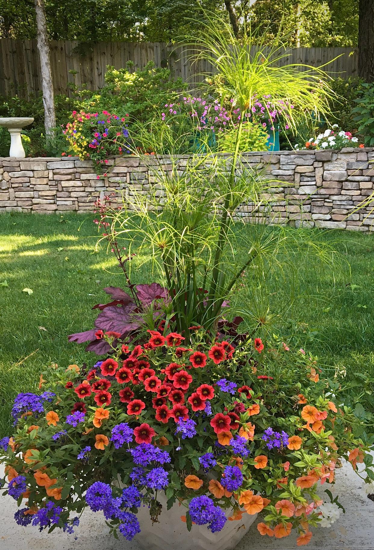 Graceful Grasses Prince Tut is lit by the morning sun. Here, it is partnered with Superbells Pomegranate Punch and Superbells Dreamsicle calibrachoas, Primo Wild Rose heuchera and Superbena Royale Chambray and Superbena Whiteout verbenas.