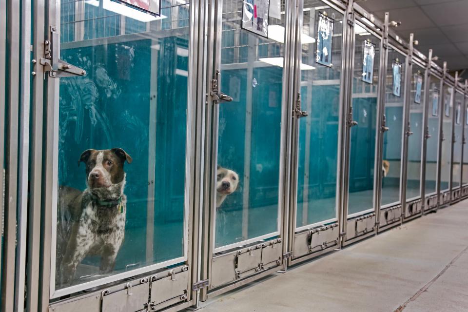 Dogs look out of their kennels July 11 at the Oklahoma City Animal Shelter.