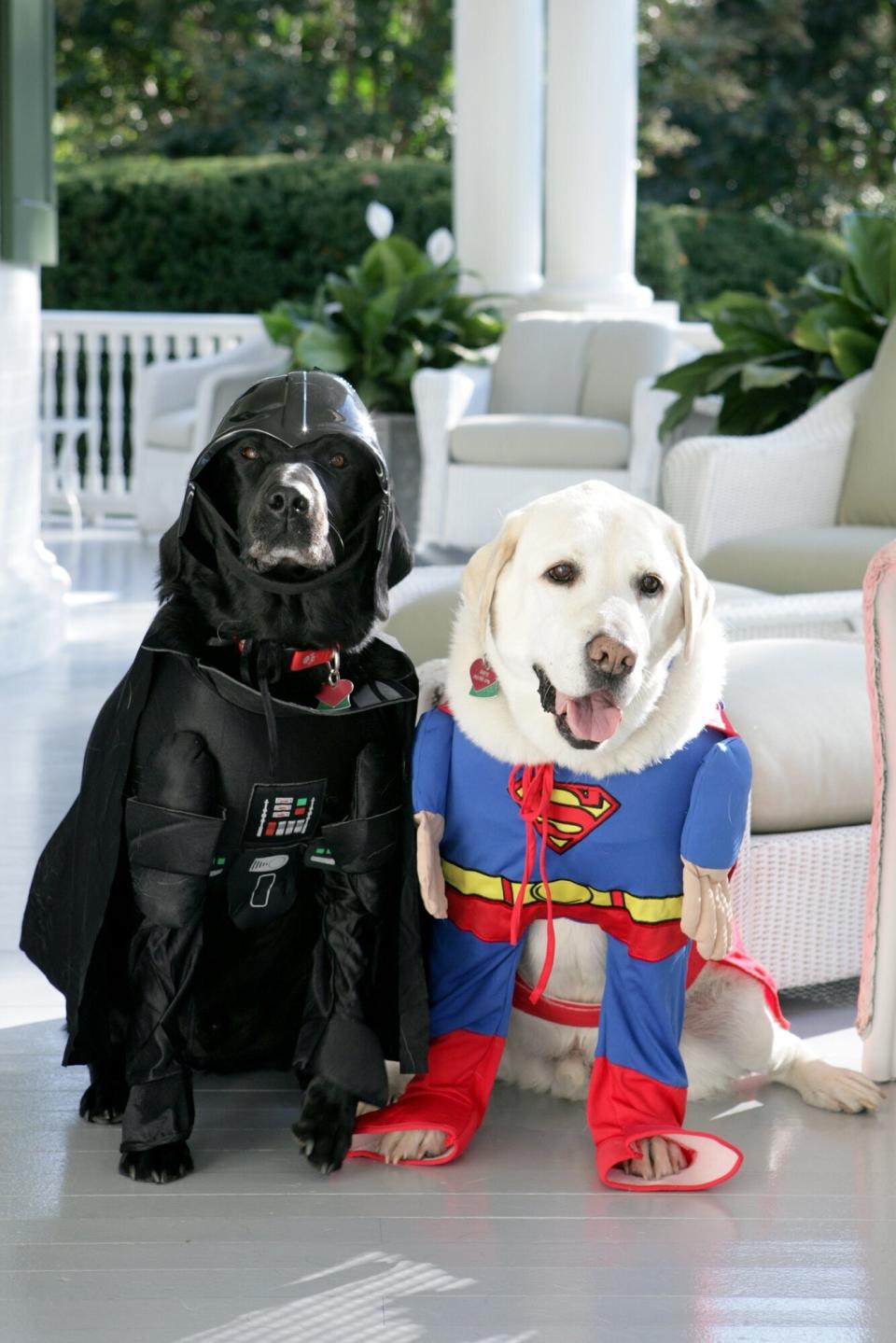 Dick Cheney's Labrador retrievers, Jackson and Dave, prepare for Halloween at the residence on Oct. 30, 2007.