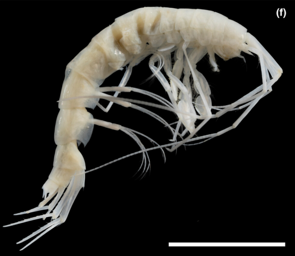 A captured amphipod specimen.