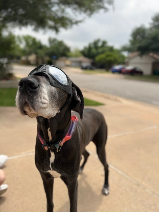 Dog watches the eclipse in Central Texas on April 8. (KXAN viewer photo)