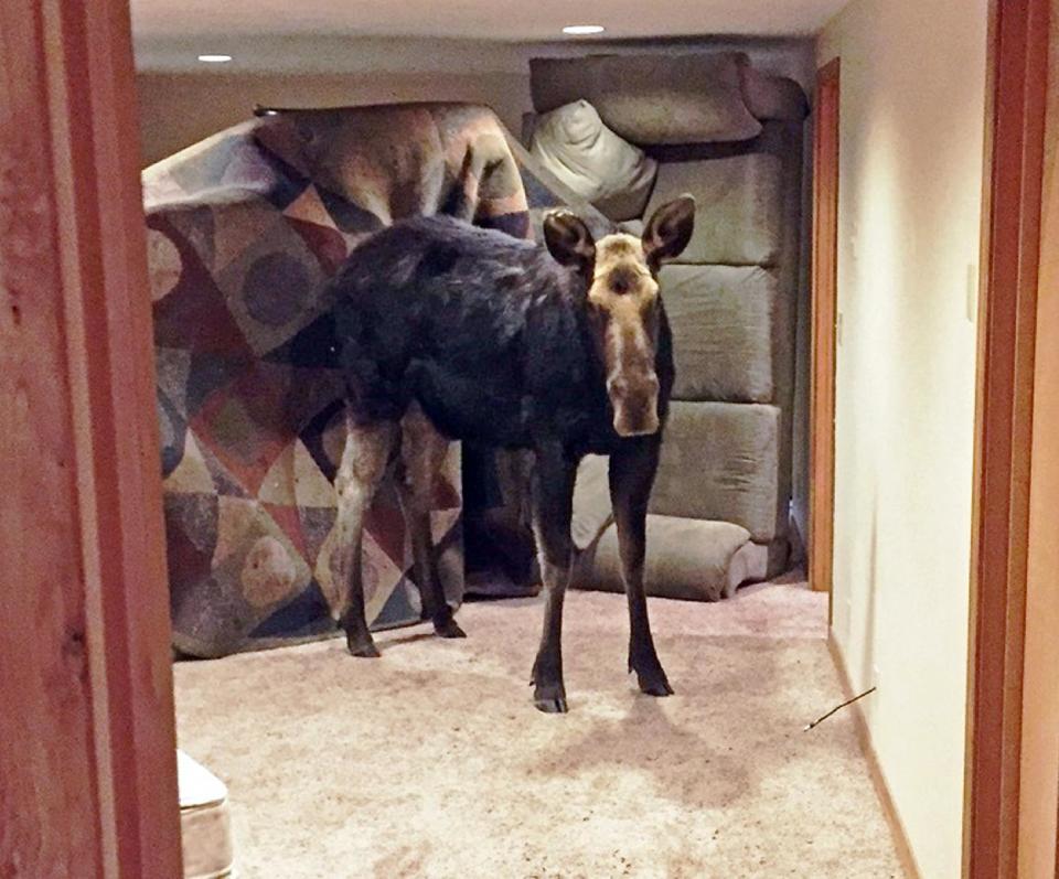 In this Sunday, Jan. 29, 2017 photo, a moose is seen after she fell through an unlatched window into the basement of a home in Hailey, Idaho. Law enforcement and DFG officers first tried to shoo the moose upstairs. The moose was then tranquilized, and eight officers carried the approximately 600-pound animal up the stairs. (Alex Head/Idaho Department of Fish and Game via AP)