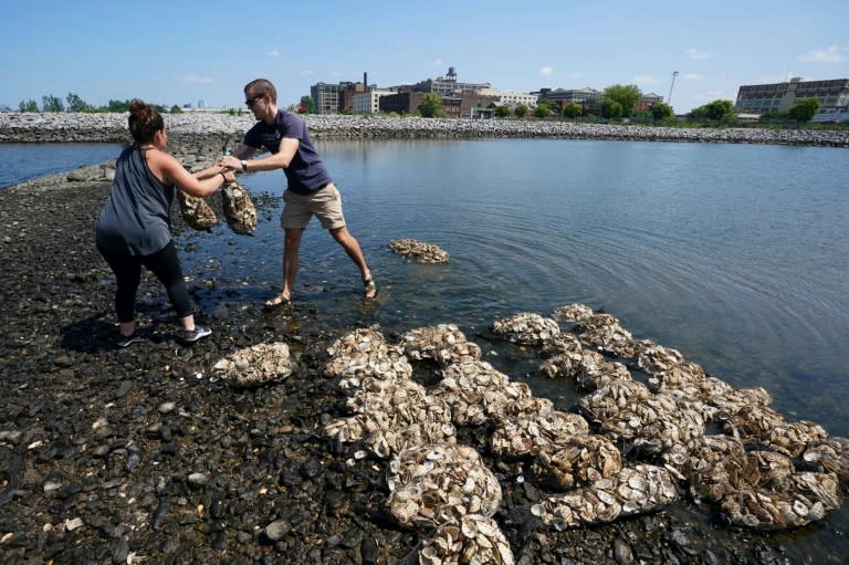 Volunteers hoist sacks of oyster shells to rebuild reefs of crustaceans in New York harbor that biologists hope will filter water and create a more diverse eco-system