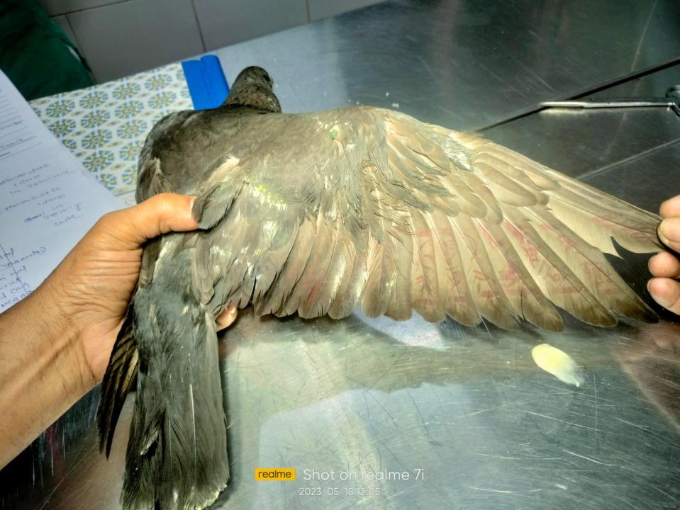 Die Taube wurde mit Zeichen auf den Flügeln gefunden, so PETA. - Copyright: Bombay Society for the Prevention of Cruelty to Animals