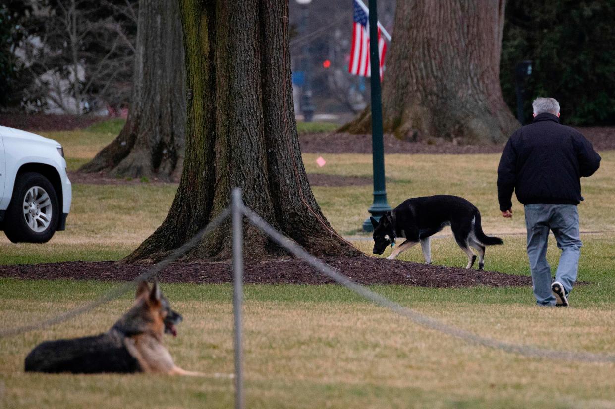 First dogs Champ and Major Biden are seen on the South Lawn of the White House in Washington, DC, on January 25, 2021. As Joe Biden's German shepherd, Major, becomes the first rescue dog in the White House (he will be joined by his brother Champ), take a look at presidential pets over the years. (Jim Watson/AFP via Getty Images)