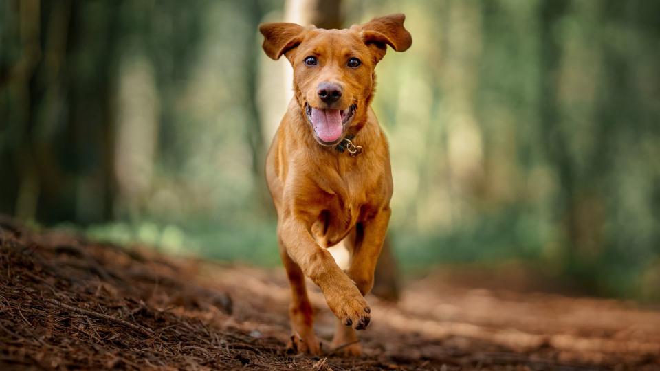 Dog running through the woods — tips for training your dog