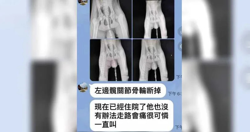 獸醫檢查後懷疑小狗的髖骨是遭人為用力撞擊而斷裂，而不是被大狗咬或是自摔所致。（圖／讀者提供）