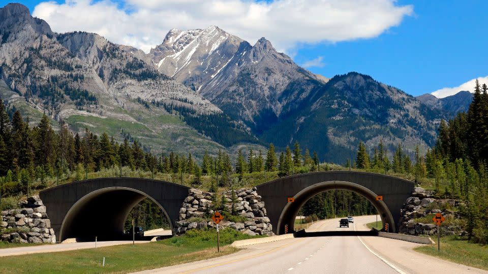 This bridge provides a safe crossing for animals looking to avoid the busy highway in Canada's Banff National Park. - Education Images/Universal Images Group via Getty Images