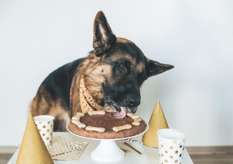 dog eating birthday cake, boy dog names