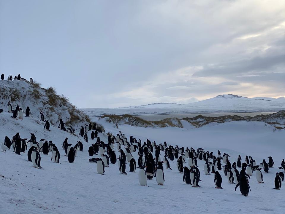 Many penguins in the snow in the Falkland Islands on June 20, 2022.