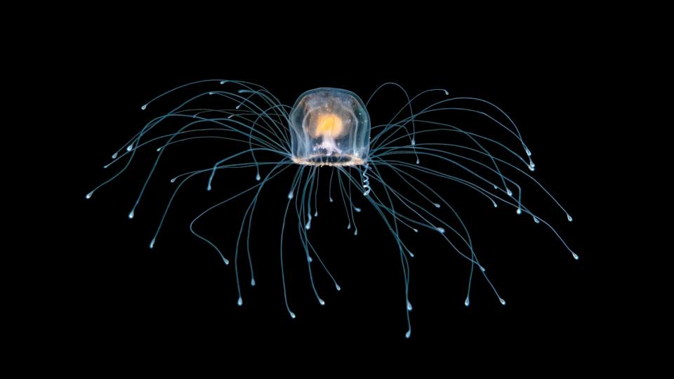 <p> <em>Turritopsis dohrnii</em> are called immortal jellyfish because they can potentially live forever. Jellyfish start life as larvae, before establishing themselves on the seafloor and transforming into polyps. These polyps then produce free-swimming medusas, or jellyfish. Mature <em>Turritopsis dohrnii</em> are special in that they can turn back into polyps if they are physically damaged or starving, according to the American Museum of Natural History, and then later return to their jellyfish state. </p> <p> The jellyfish, which are native to the Mediterranean Sea, can repeat this feat of reversing their life cycle multiple times and therefore may never die of old age under the right conditions, according to the Natural History Museum in London. <em>Turritopsis dohrnii</em> are tiny — less than 0.2 inches (4.5 millimeters) across — and are eaten by other animals such as fish or may die by other means, thus preventing them from actually achieving immortality. </p>