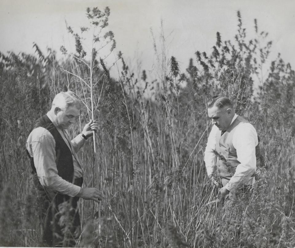 Akron vice officers search for marijuana plants in an overgrown field during an October 1937 raid. Judging by the weeds they are cutting, they have no idea what they are trying to find.