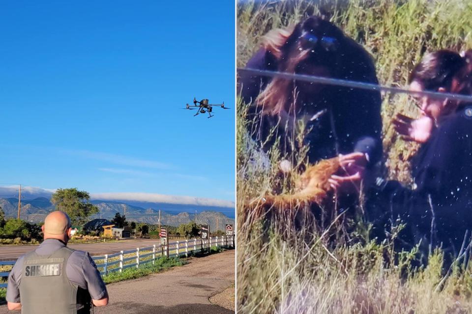 Golden Retriever Missing for Month Found by Colorado Sherff's Office Using Drone