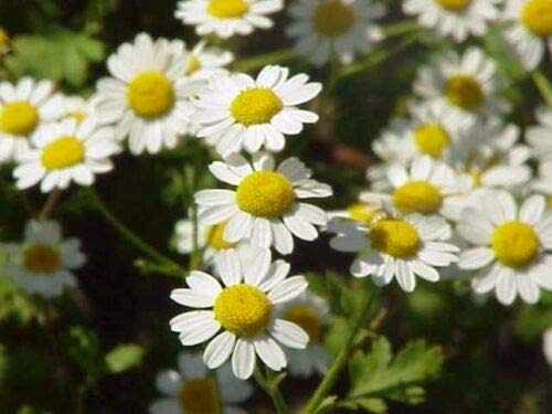 Feverfew Tanacetum Parthenium Herb Flower jocad (300 Seeds)