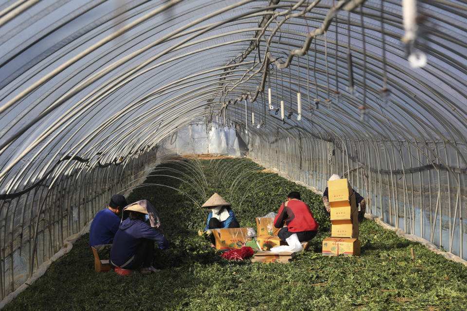 Migrant workers work inside a greenhouse at a farm in Pocheon, South Korea on Feb. 8, 2021. Activists and workers say migrant workers in Pocheon work 10 to 15 hours a day, with only two Saturdays off per month. They earn around $1,300-1,600 per month, well below the legal minimum wage their contracts are supposed to ensure. (AP Photo/Ahn Young-joon)