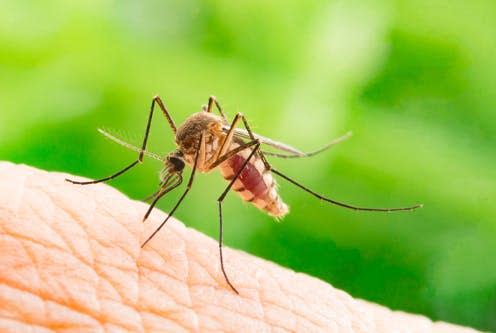 <span class="caption">Researchers discovered a cream could stop the spread of deadly viruses from mosquitoes.</span> <span class="attribution"><a class="link " href="https://www.shutterstock.com/image-photo/aedes-aegypti-mosquito-close-sucking-human-657528181" rel="nofollow noopener" target="_blank" data-ylk="slk:frank60/ Shutterstock;elm:context_link;itc:0;sec:content-canvas">frank60/ Shutterstock</a></span>